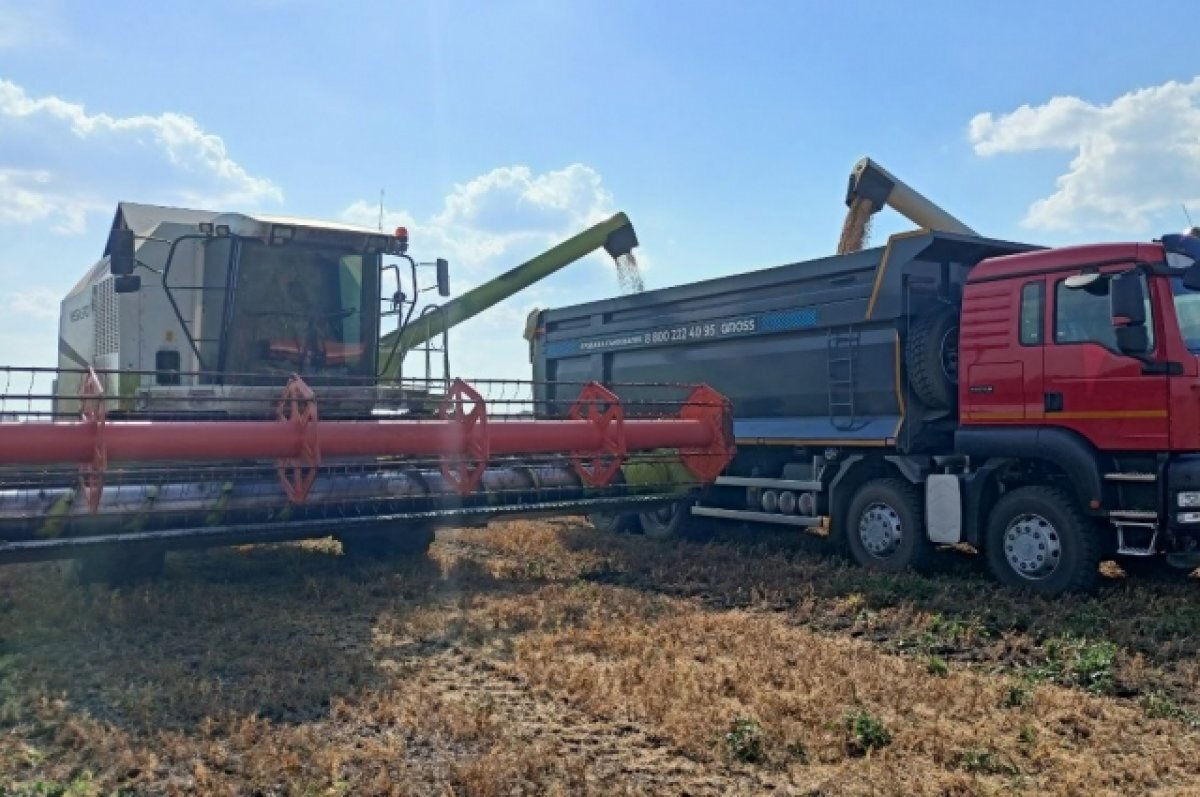    В Тюменском районе несмотря на засуху весны и лета выдался хороший урожай