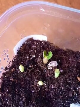 Появляются первые всходы)