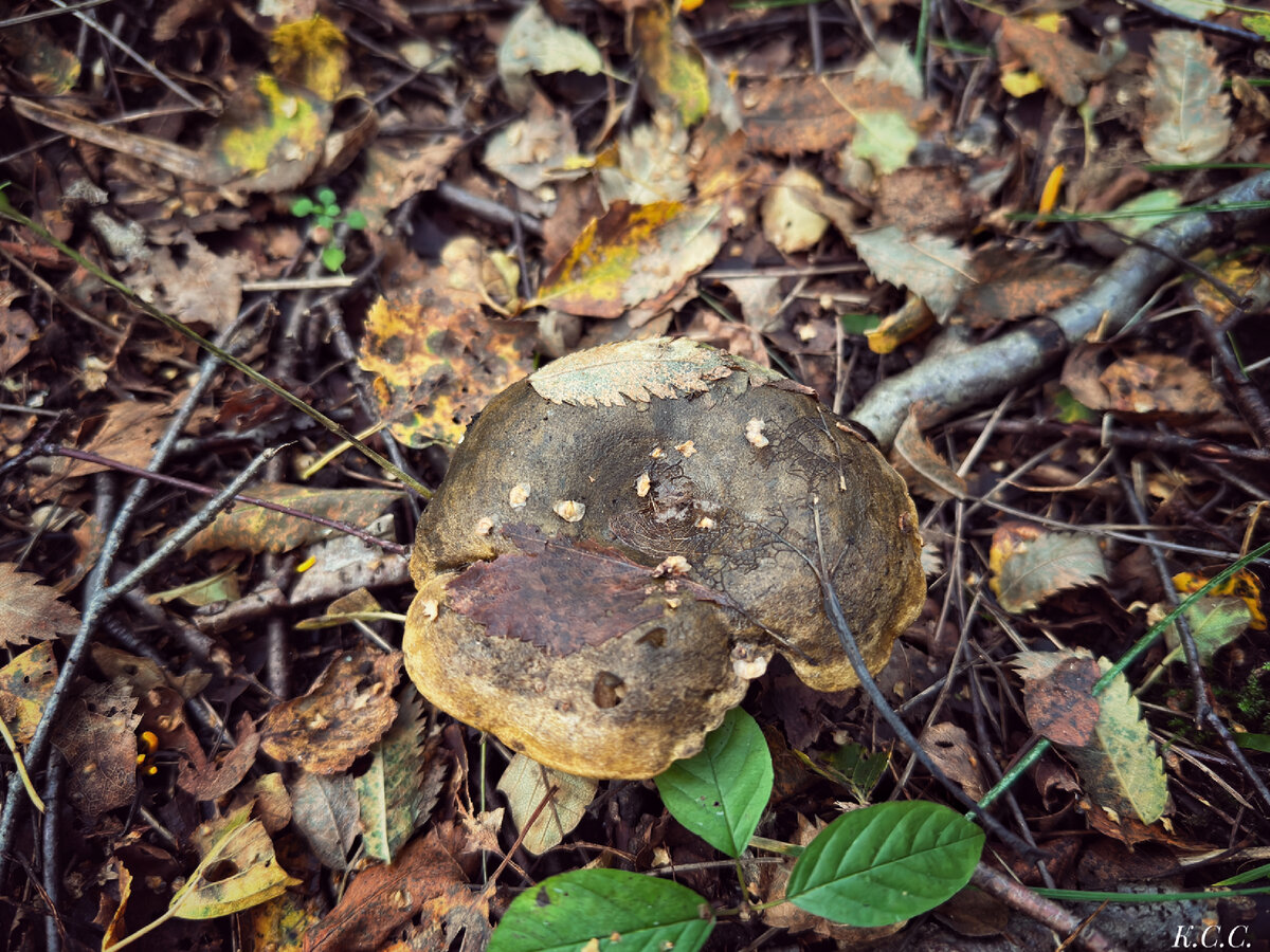 Чёрный груздь, Lactarius necator. Мурманская обл., г.Ковдор, 28.08.2016г. - Фото