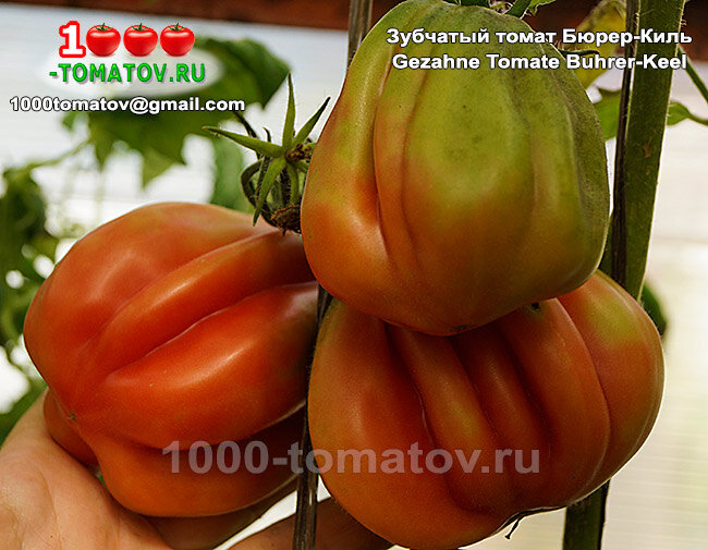 Томат Зубчатый томат Бюрер-Киль Gezahne Tomate Buhrer-Keel фото 1