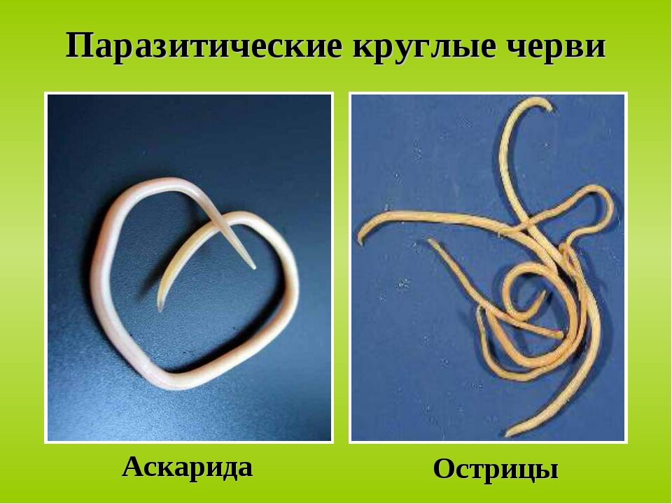 Иллюстрация взята с сайта яндекс Картинки