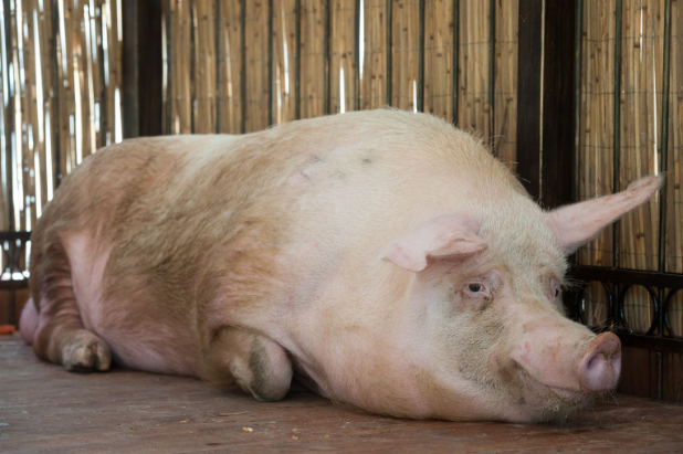 Фото из открытых источников.