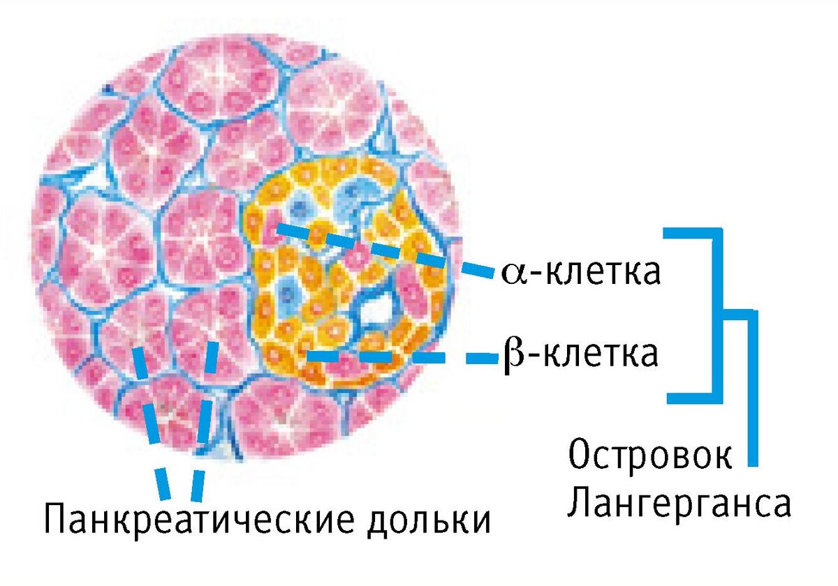 Бета-клетки поджелудочной железы синтезируют инсулин, и находятся они в островках Лангерганса. Эти островки не имеют отношения к внешнесекреторной деятельности поджелудочной железы - они вырабатывают гормоны инсулин и глюкагон.