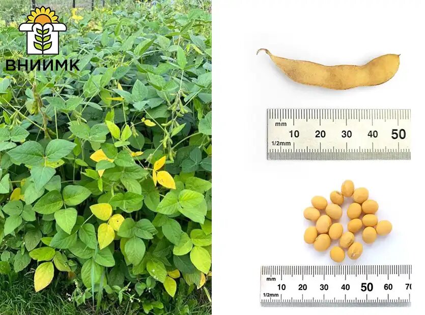 Новый сорт сои Липчанка передан на государственное сортоиспытание.
