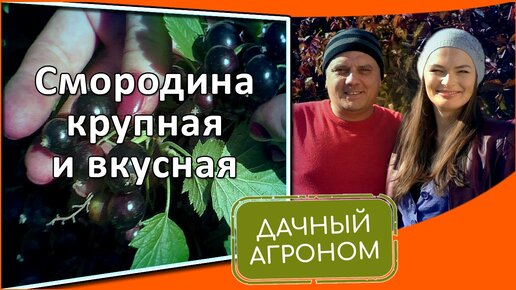 СМОРОДИНА И МАЛИНА ЖДУТ ПОМОЩИ этой осенью