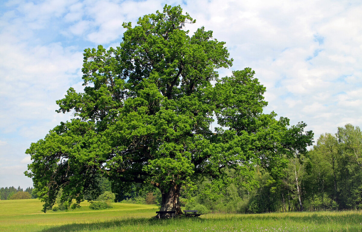 Фото pixabay.com