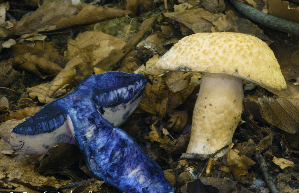 Без вины виноватый Гриб Синяк (Gyroporus cyanescens).