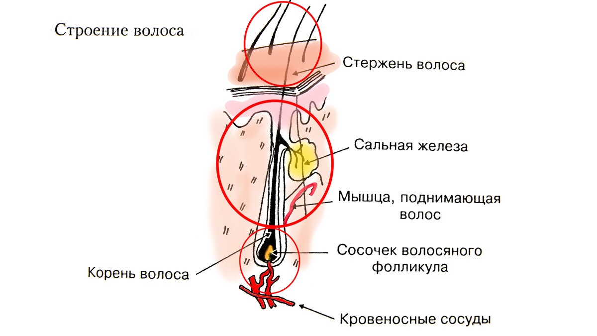 Волосяной. Мышца поднимающая волос строение. Строение волоса мышца. Волосяная мышца.