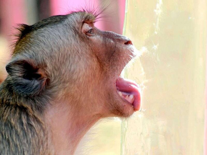 Источник фото: https://www.hindustantimes.com/rf/image_size_800x600/HT/p1/2011/11/27/Incoming/Pictures/774734_Wallpaper2.jpg