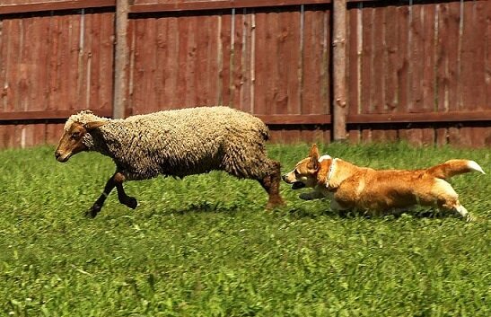 Иди сюда овечка! Получи свой "кусь".