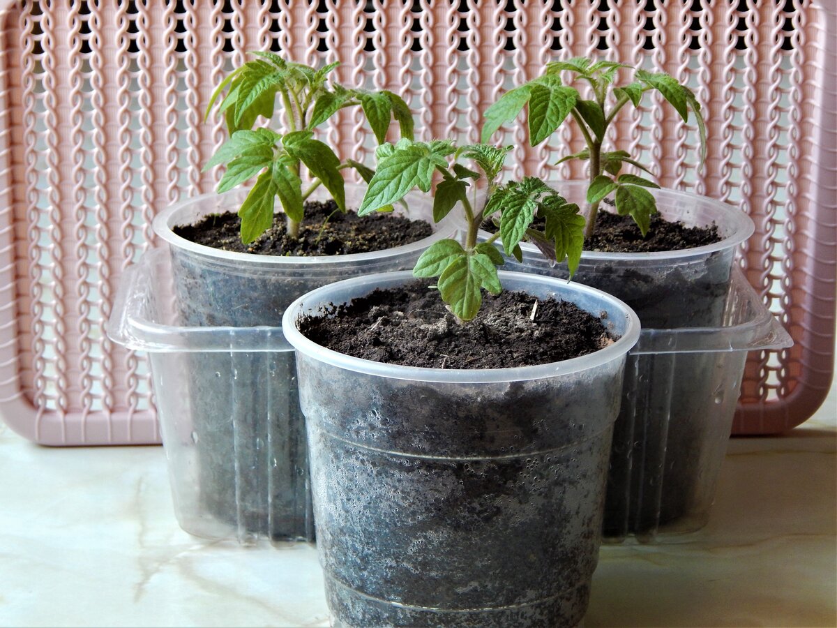 Фото автора для сравнения: на первом плане сеянец, поливаемый обычным методом, за ним , в прозрачной коробке сеянцы, переведённые на фитильный полив. 