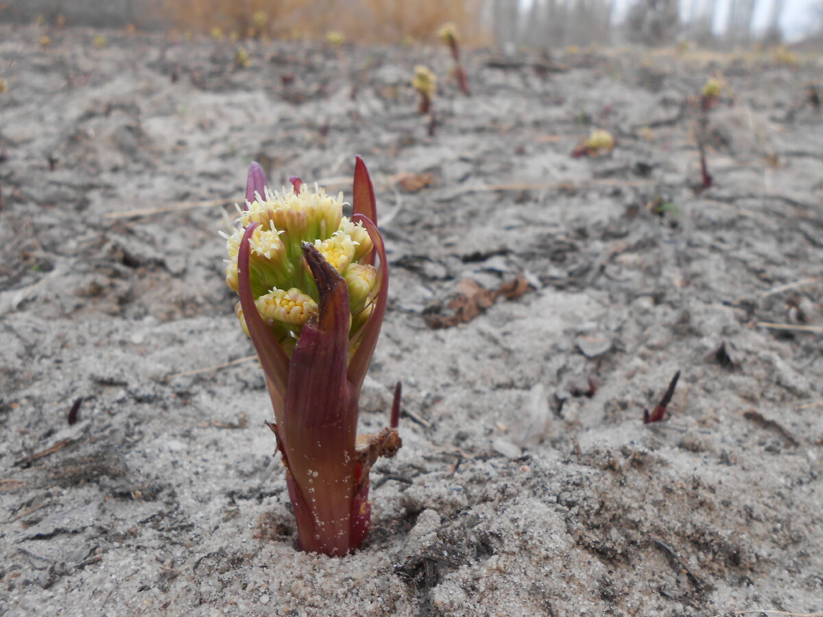 Petasites spurius - Белокопытник ложный