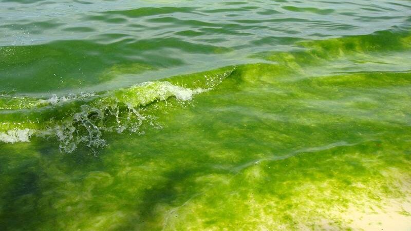 Период когда цветет море в Анапе