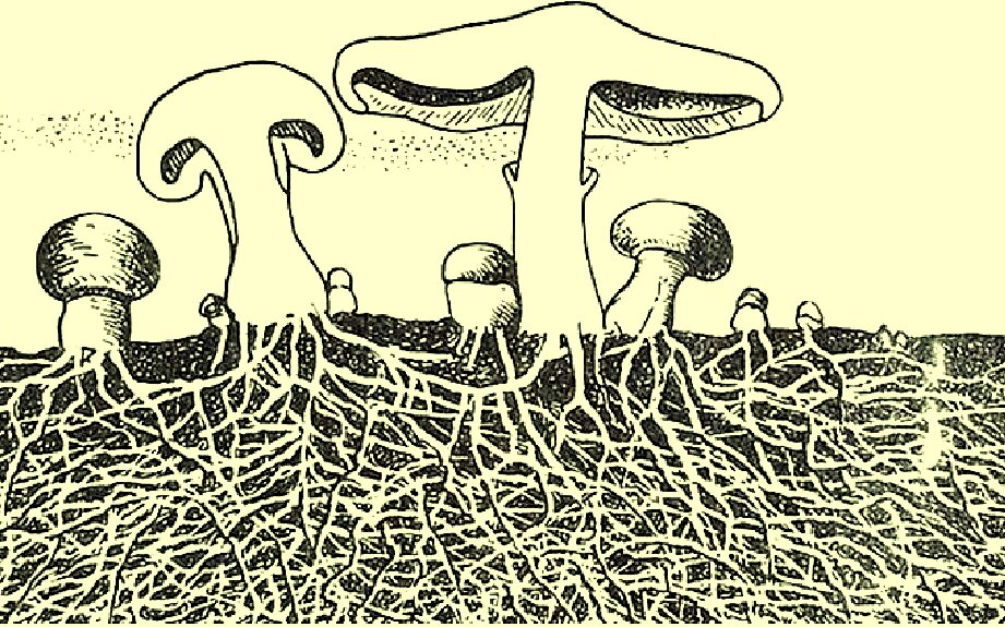 Ценотический мицелий. Строение мицелия высших грибов. Сообщение о роли грибов. Вегетативный мицелий патогенных грибов. Мицелий гриба способен к бесконечному росту.