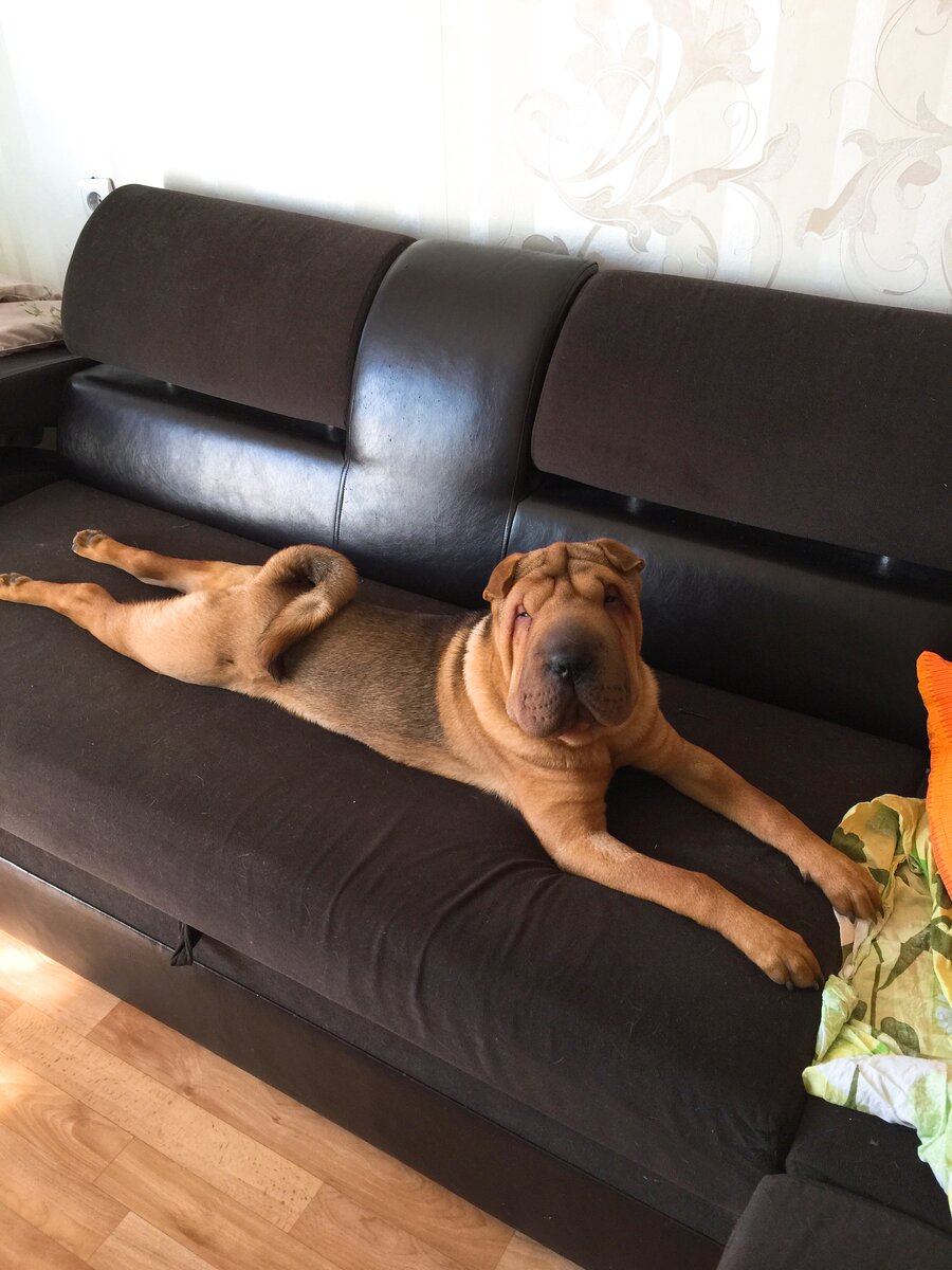 К разговору о том, почему нельзя пускать собаку на диван (длина дивана примерно 2 метра)