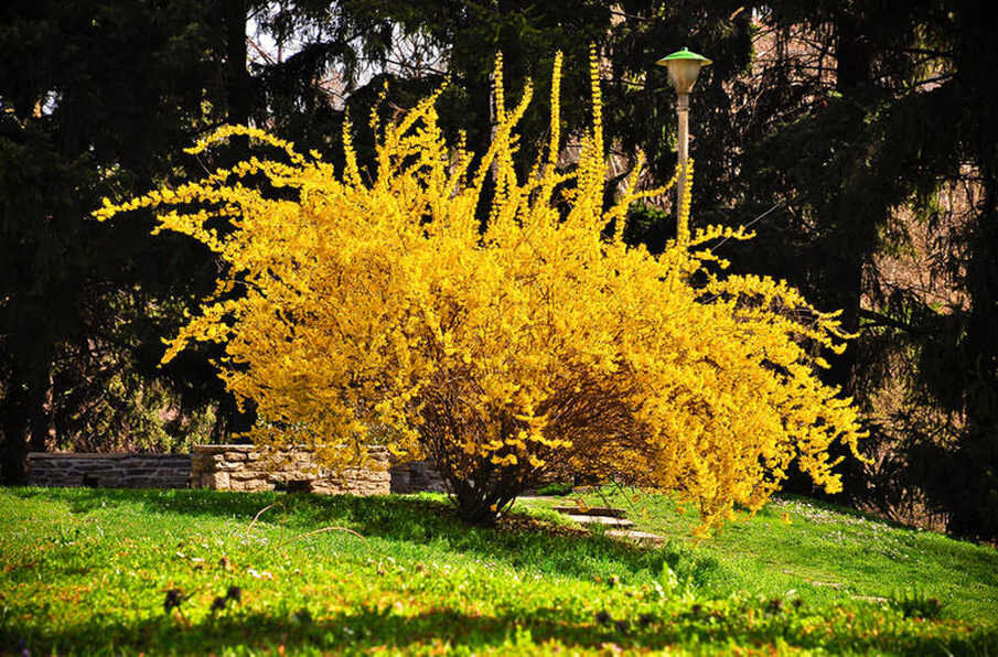 Форзиция в саду.