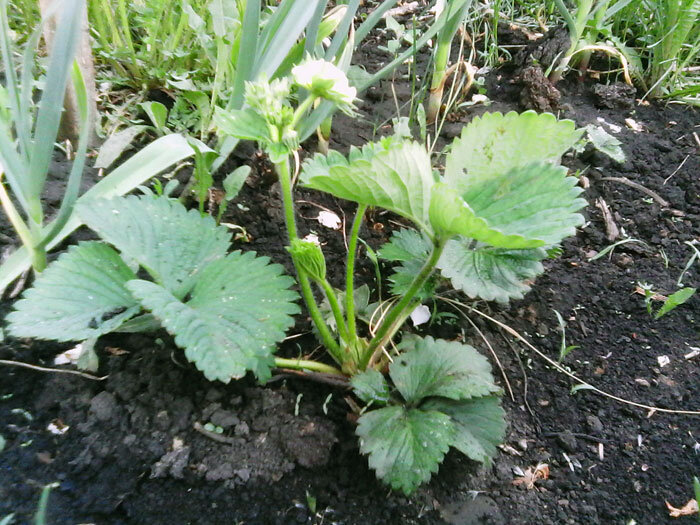 Фото автора:  Поздняя клубника зацвела!