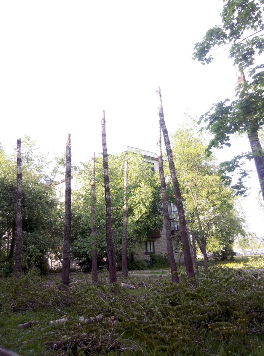 Вот так теперь вылядит некогда зеленый двор.