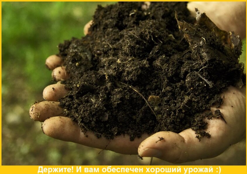 Сад и огород, участок, полезные советы, урожай 