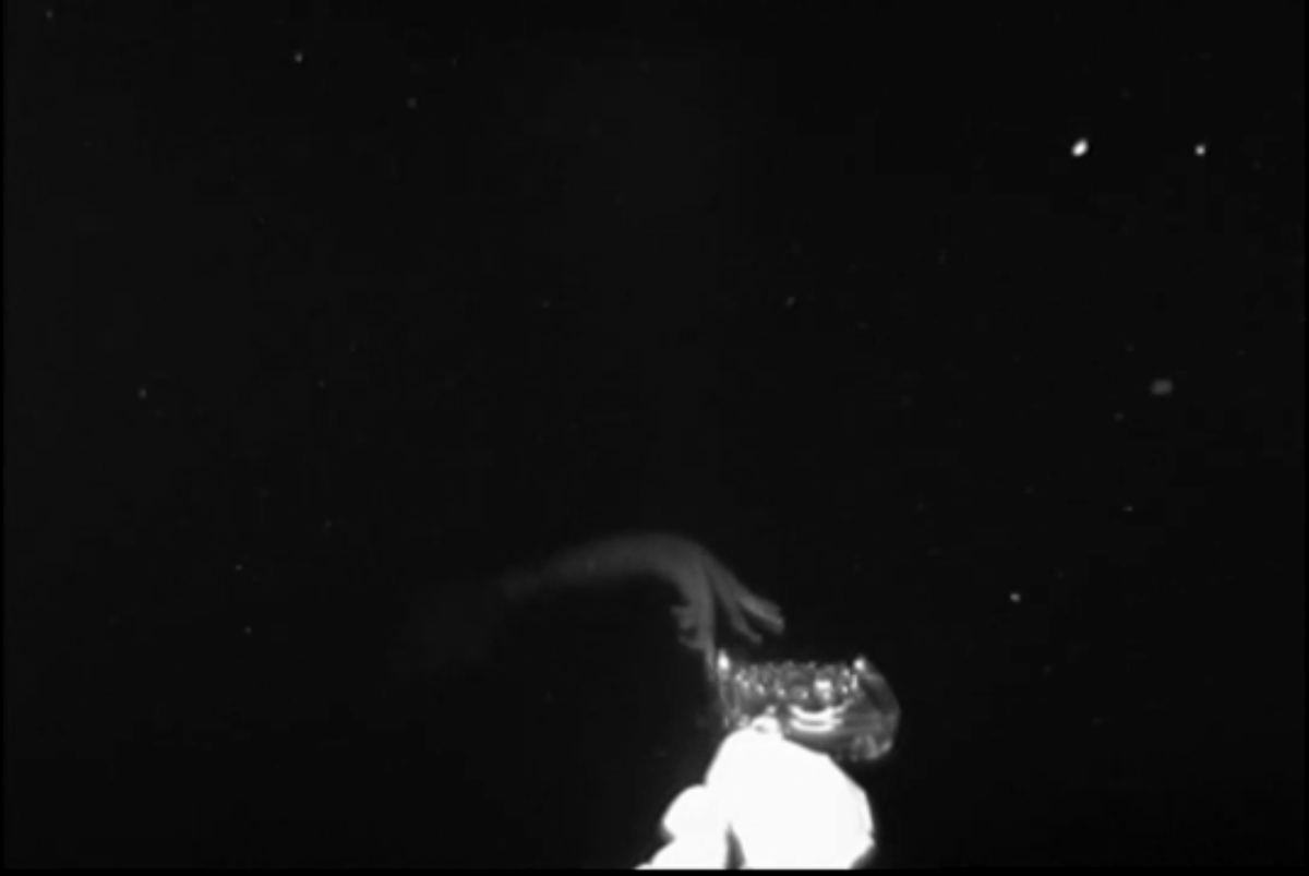 Щупальца уже близка к жертве