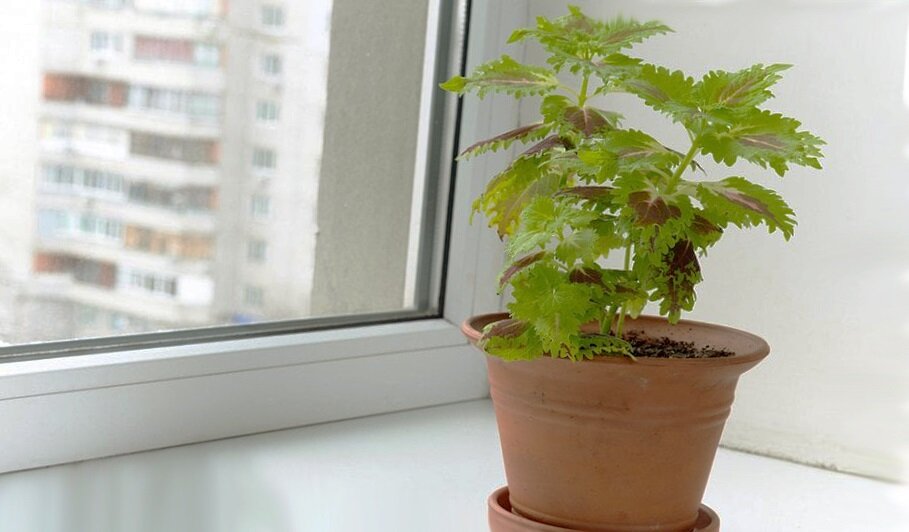 Африканская крапива - помогает похудеть и не только! 