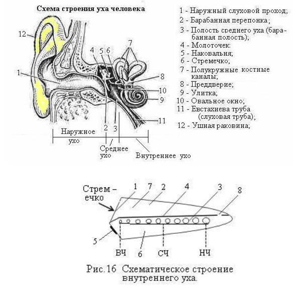 1. Мембрана овального окна. 2. Лимфатическая жидкость.
3. Орган Корти.
4. Базилярная мембрана. Участки мембраны, отвечающие за восприятие звуков ВЧ - высокой, СЧ – средней и НЧ - низкой частот.
5. Мембрана круглого отверстия.
6. Барабанный ход.
7. Вестибулярный ход,
8. Геликотрема - небольшое отверстие, соединяющее вестибулярный и барабанный ходы.