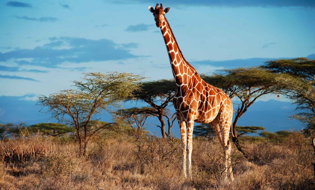    Жираф – это млекопитающее из отряда парнокопытных. Жираф является самым высоким животным на планете. Жираф – умное и миролюбивое животное, которое знакомо нам с детства.