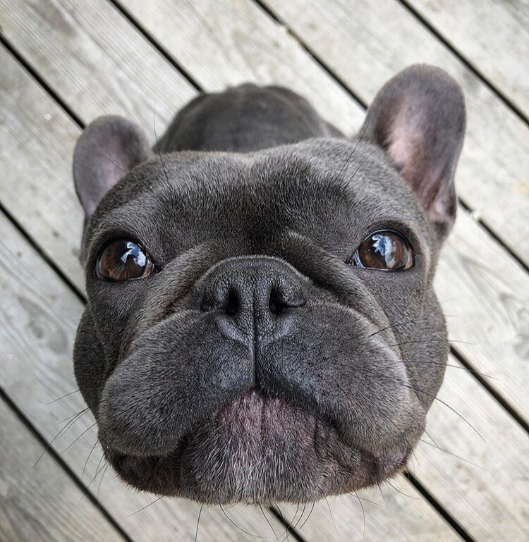 Храп характерен всем собакам с приплюснутыми мордашками