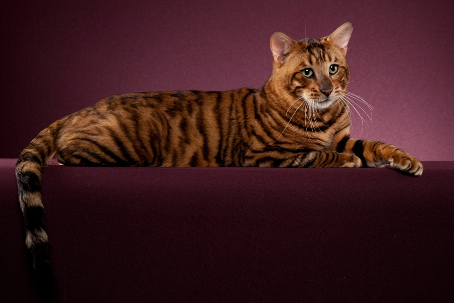 кошка тойгер Toyger cat, Cat breeds, Wild cats