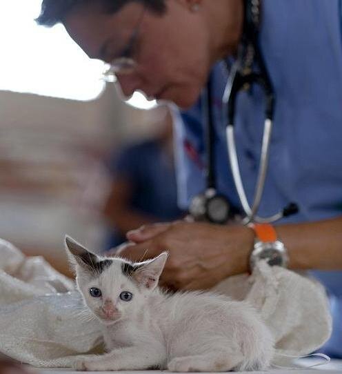 Вирусный гепатит у кошек