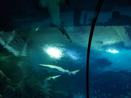 Океанариум