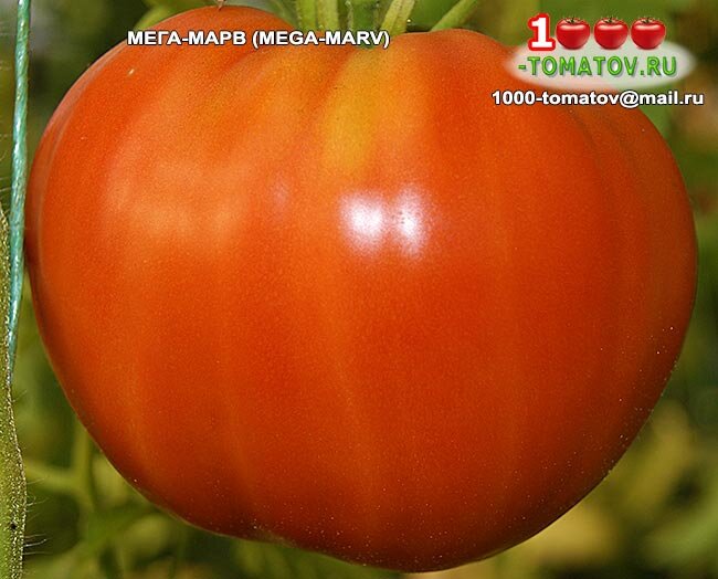 Томат МЕГА-МАРВ