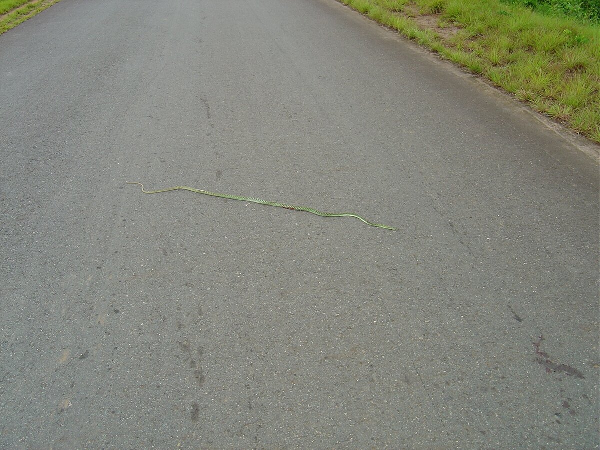 Зеленая мамба после ужина лягушками ползет по своим делам. А может, просто погреться решила на асфальте.