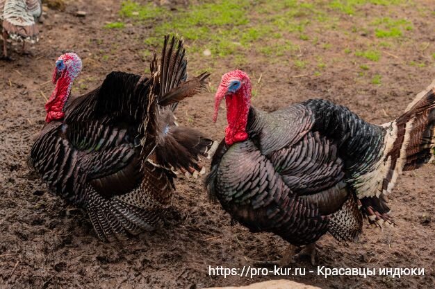 Экзотика домашнего птицеводства: стоит ли разводить цесарок, фазанов, перепелов? | slep-kostroma.ru
