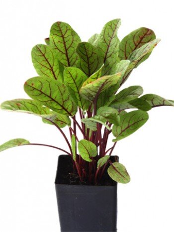 Лучшая почва для красного щавеля - это постоянно влажный, но хорошо истощенный грунт. Следите за поливом, хотя он и может перетерпеть некоторую сухость, но при длительной засухе растение может увядать. Качество почвы не должно быть богатым, но добавление навоза поможет улучшить более бедные почвы.