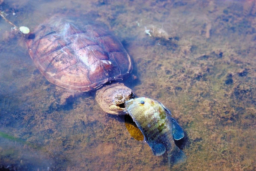 Методы turtle. Пресноводные Каймановые черепахи. Грифовая черепаха питание. Какуана черепаха.