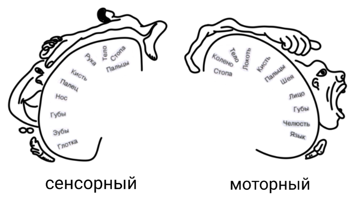 Гомункулус интерпретация. Гомункулус моторная кора. двигательный гомункулус прецентральная извилина. гомункулус пенфилда прецентральная извилина. соматотопическая проекция.