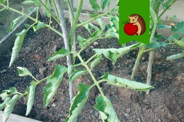 Фото: https://incomeeasily.ru/wp-content/uploads/Listya-pomidorov-skruchivayutsya-v-trubochku.jpg