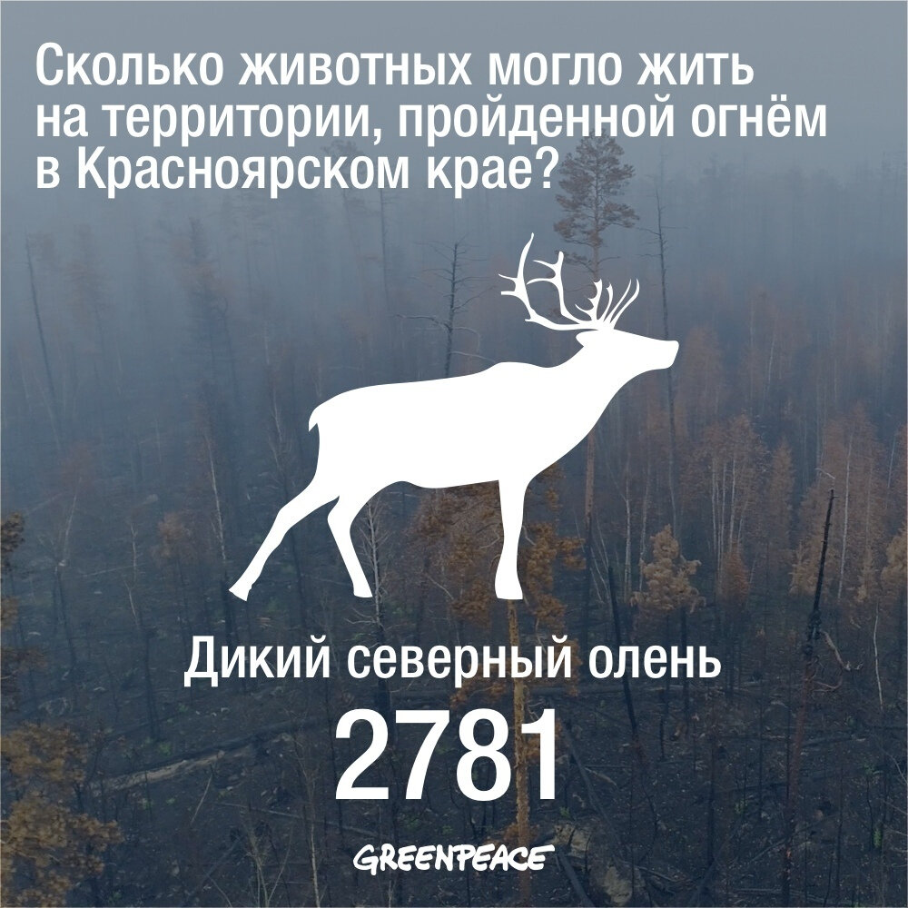 Какие животные убивают больше всего людей в год. Сколько в год погибает животных. Экологические проблемы животные. Спасение животных в австралии. От каких животных погибает больше всего людей в мире.