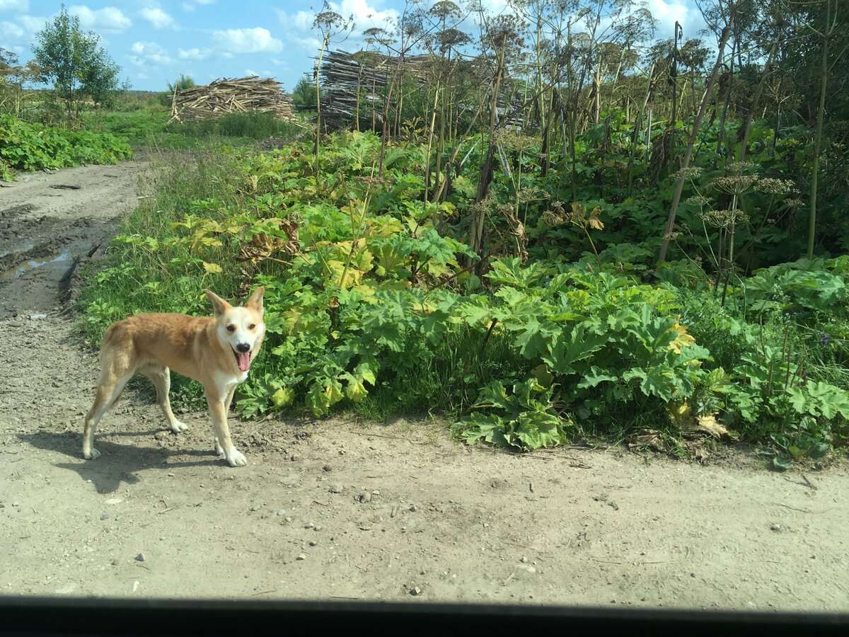 Вдоль дорог борщевику комфортно разлетаться все дальше