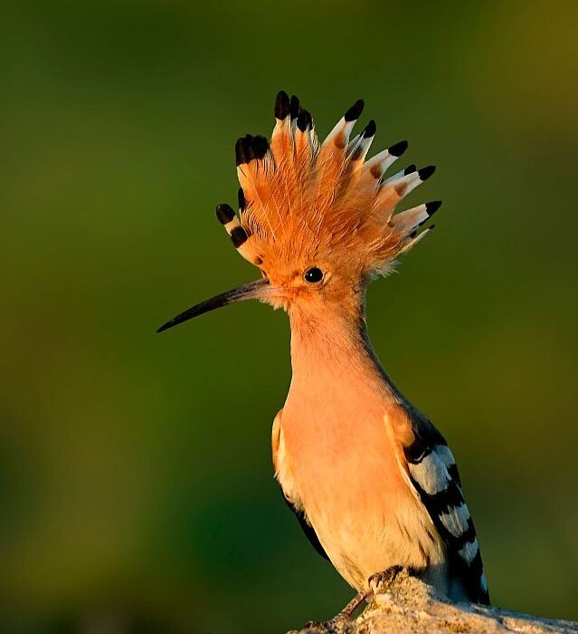 Фото с сайта https://www.talkypic.com/