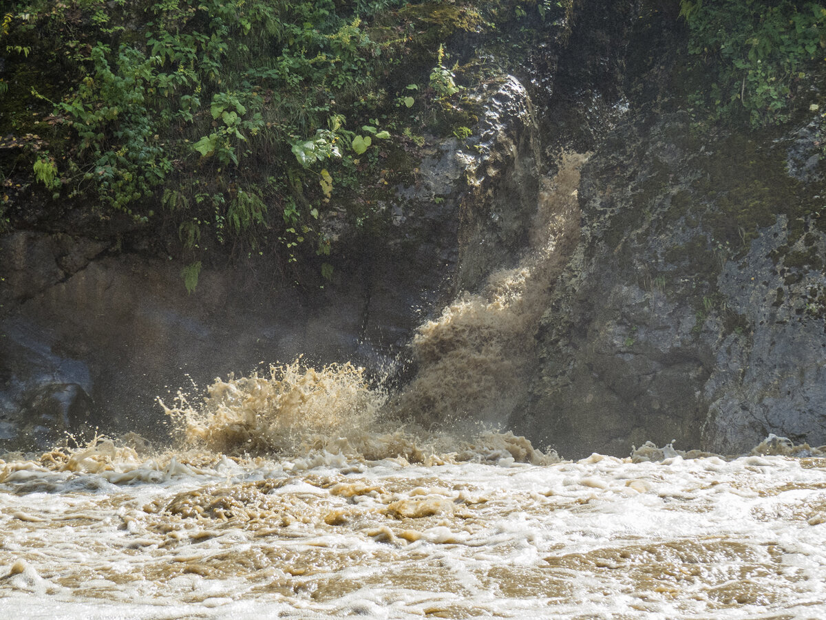 Ревущие Сахрайские!