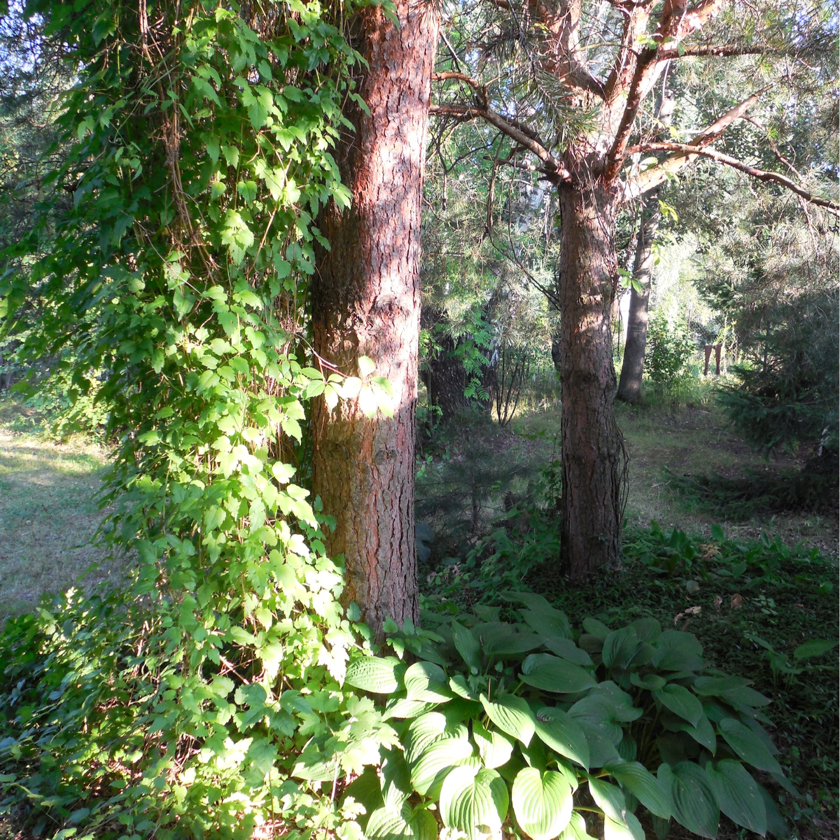 Клематис взбирается вверх по стволу сосны