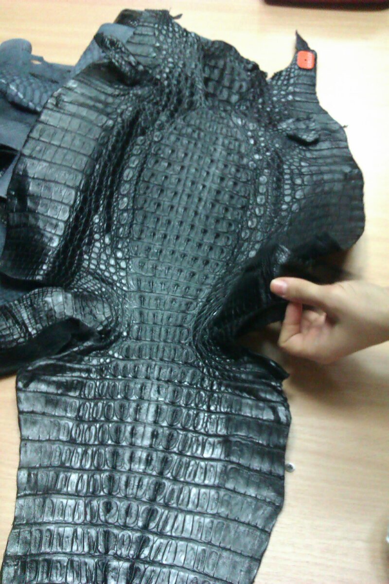 Кожа из шкуры крокодила, разрезанная по животу