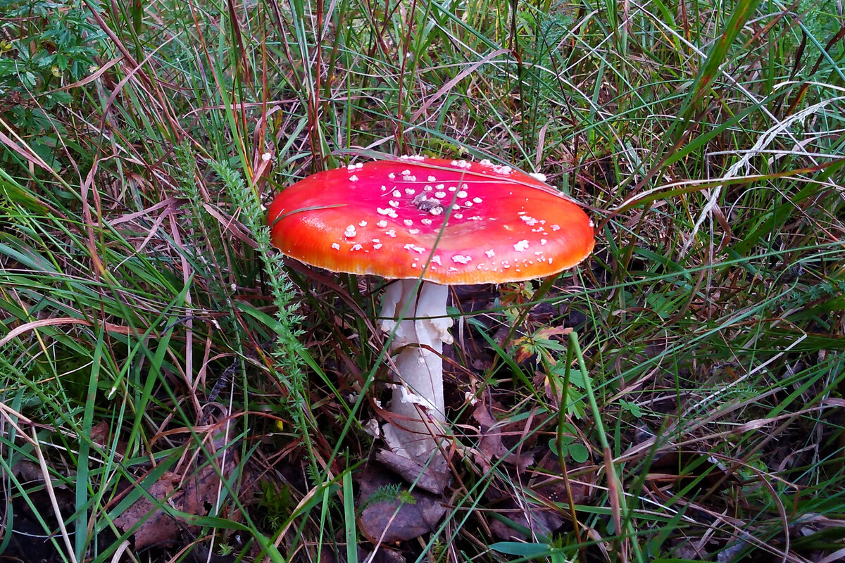 Вот такие красавцы на днях нам встретились