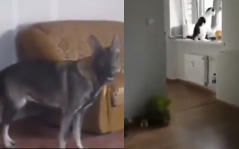 Собачки играют в прятки и котик догоняет вымышленного друга