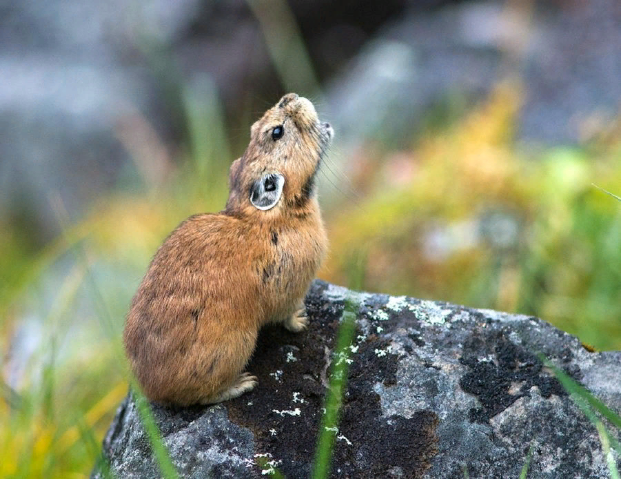 Pika. Илийская пищуха. Пика пищуха. Пищуха заяц. Волшебный кролик пищуха