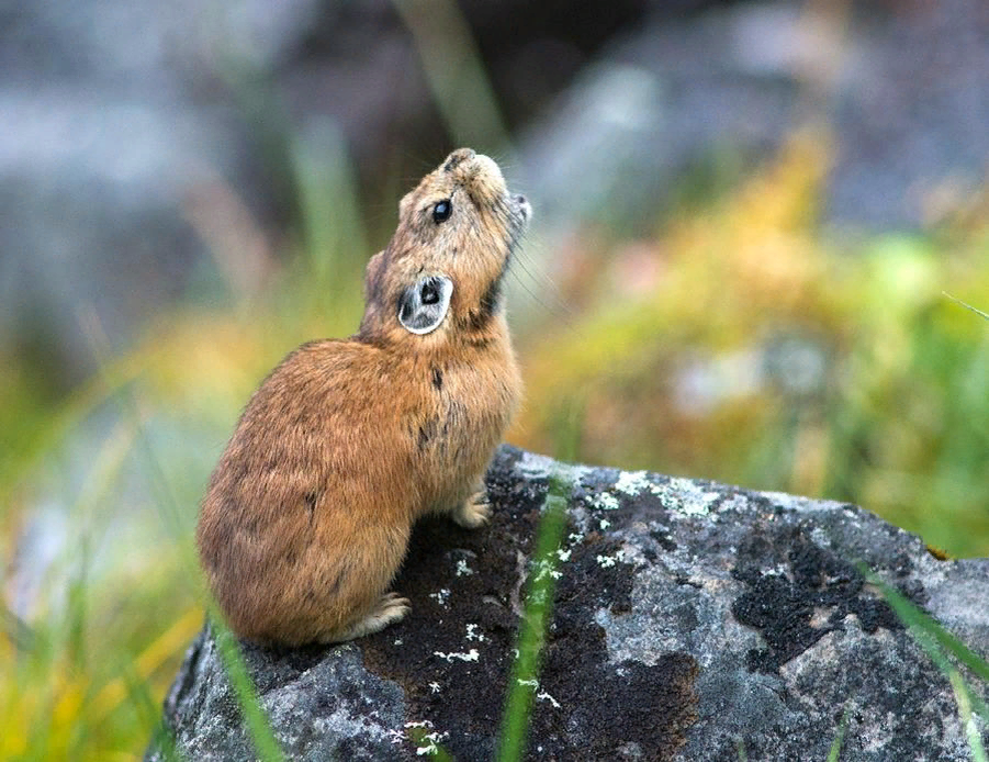 Pika. Илийская пищуха. Пика пищуха. Пищуха заяц. Волшебный кролик пищуха.