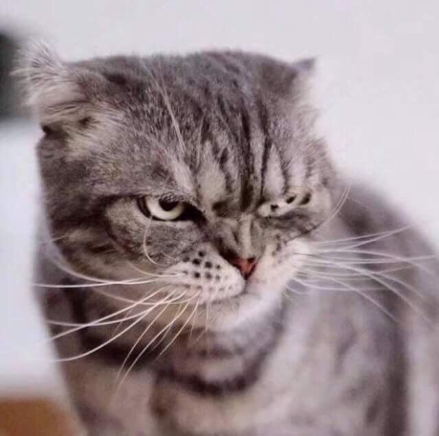 Фото взято из открытых источников