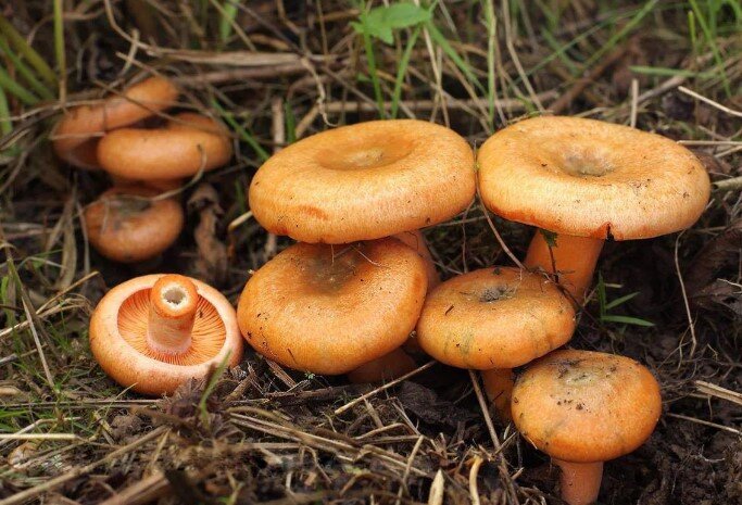 Рыжики питательны, вкусны и к тому же очень симпатичны в баночке или на тарелке. Их можно жарить и варить, сушить и мариновать, квасить и солить. Словом, все что только хочется вашему желудку.